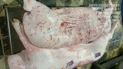 Đề nghị công an điều tra vụ nghi C.P Việt Nam bán heo bệnh