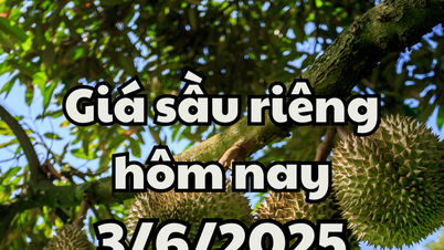 Giá sầu riêng hôm nay 3/6/2025: Chịu ảnh hưởng từ mất mùa và quy định xuất khẩu mới