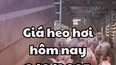 Giá heo hơi hôm nay 3/6/2025: Mất đỉnh giá, miền Nam giảm mạnh