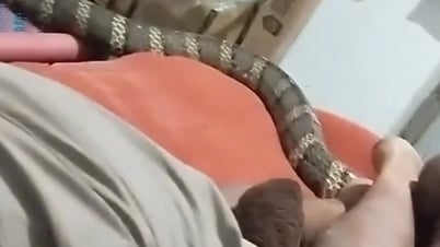 Mann wurde im Schlaf von einer Königskobra angekratzt