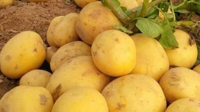 健康的なでんぷん質の野菜
