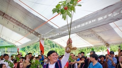 Sâm Ngọc Linh - kết nối giá trị Việt