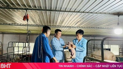 Ha Tinh controla las enfermedades y la bioseguridad en la cría de cerdos