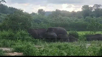 Un homme meurt, soupçonné d'avoir été attaqué par un éléphant sauvage