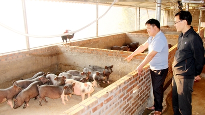 Quản Bạ đẩy mạnh chăn nuôi gia súc