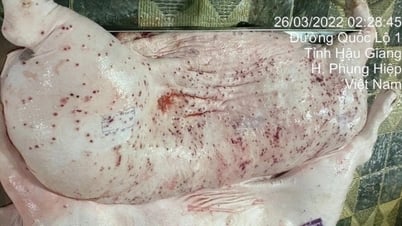 Wie „verstecken“ sich kranke Schweine in Würstchen und Salami?