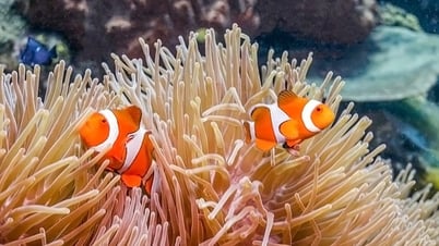 สายพันธุ์ปลาชื่อดัง ‘เปลี่ยนร่าง’ เมื่อน้ำทะเลร้อนขึ้น