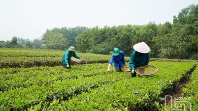 Góp phần nâng tầm cây chè vùng bán ngập