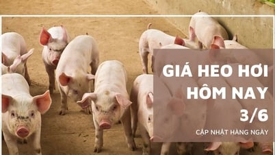 Giá heo hơi hôm nay 3/6: Miền Bắc và Trung tăng nhẹ, miền Nam quay đầu giảm