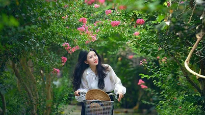 Ngắm những đường hoa tường vi đẹp như cổ tích giữa lòng Hà Nội