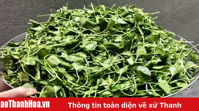 Rau má - “thần dược” từ thiên nhiên cho làn da khỏe đẹp