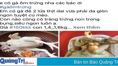 Soyez prudent avec les poules bon marché qui « portent des œufs »
