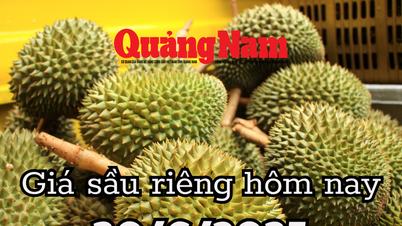 តម្លៃធូរេនថ្ងៃនេះ ថ្ងៃទី 30 ខែមិថុនា ឆ្នាំ 2025 ទិដ្ឋភាពដ៏សោកសៅនៃការប្រមូលផលល្អ តម្លៃទាប ធ្លាក់ចុះ 50% បន្ទាប់ពីបានត្រឹមតែ 1 ខែ