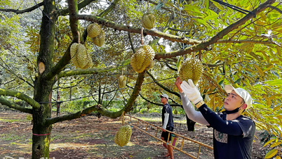 Principal región de producción agrícola de Vietnam