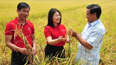 Agribank ưu đãi tín dụng phục vụ Đề án lúa gạo vùng Đồng bằng sông Cửu Long