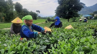 อาชีพเก็บชาแบบเงียบๆ
