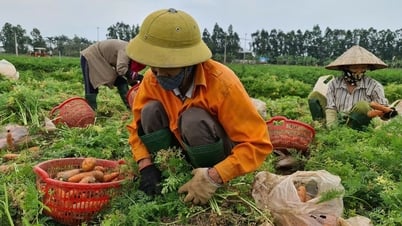 Đầu tư cơ sở chế biến nông sản tại Cẩm Giàng hơn 48 tỷ đồng