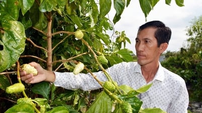 Bỏ túi hơn 1 tỉ đồng mỗi năm từ… cây nhàu