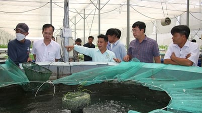Dong Thap focuses on improving the investment and business environment, developing the private economy and cooperative economy.