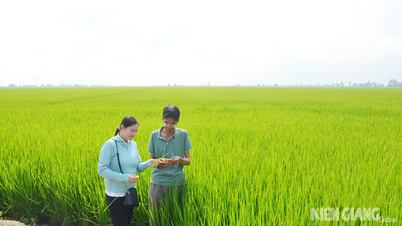 Người dân không gieo sạ sớm vụ thu đông 2025 phòng ngừa dịch hại phát sinh