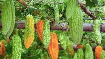 Горькая дыня — дешёвый суперпродукт вьетнамцев