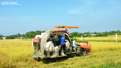 Les prix du riz d'été et d'automne ont légèrement augmenté