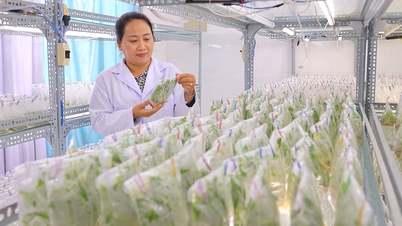 “Blooming” medicinal herbs - A promising direction for Sa Dec Flower Village
