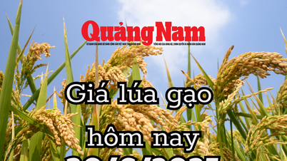 Giá lúa gạo hôm nay 30/6/2025 bàn đạp cho cú bứt phá ngoạn mục cuối năm