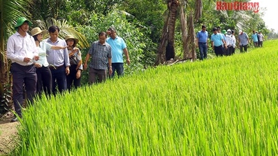 Hiệu quả công tác chuyển giao kỹ thuật trong sản xuất nông nghiệp