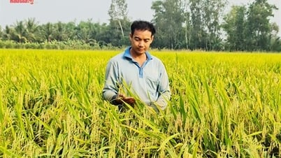 Building a chain to increase the value of rice
