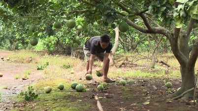 若いグレープフルーツの廃棄物