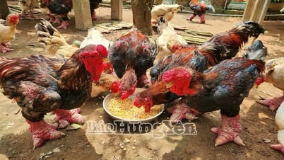 دجاج دونغ تاو - من المعرفة الشعبية إلى التراث الثقافي غير المادي الوطني