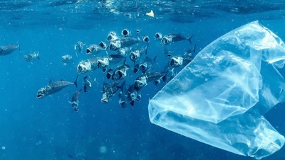 Alarma mundial: los residuos plásticos en el océano pronto superarán en número a los peces