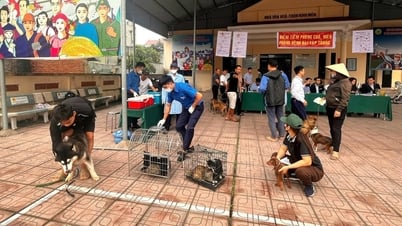 Lucha contra el caos de precios en los servicios veterinarios: se necesitan regulaciones transparentes