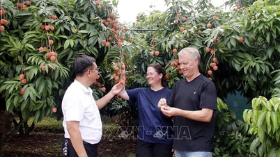 Khởi động Chương trình du lịch "Vải thiều Lục Ngạn - Tinh hoa trái cây Việt"