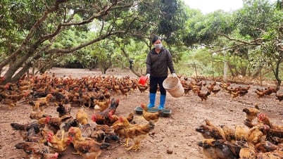Lấy mẫu giám sát bệnh cúm gia cầm và Niu-cát-xơn trên gà tại Yên Thế