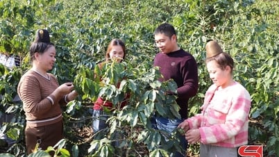 Caring for coffee trees during the fruiting period