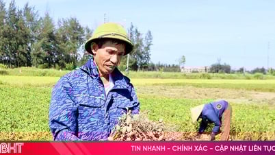 Nông dân Hà Tĩnh vào vụ thu hoạch lạc xuân