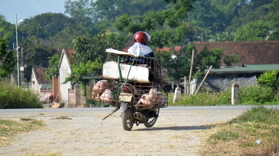 Bệnh dịch tả lợn châu Phi bùng phát nhiều nơi