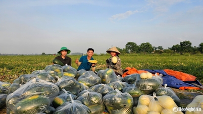 เคล็ดลับขายแตงโมให้ได้ราคาสูงช่วงใบไม้ร่วงของชาวไร่ในจังหวัดเหงะอาน