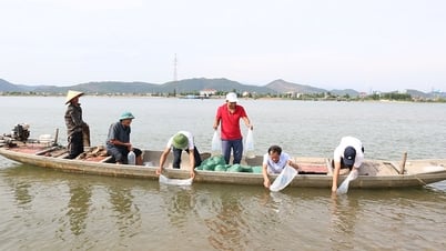 Liberación de 400.000 semillas de langostino tigre gigante en el río Gianh