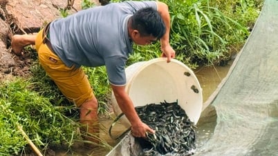 Nông dân Hải Dương thắng lớn với giống cá chuối hoa