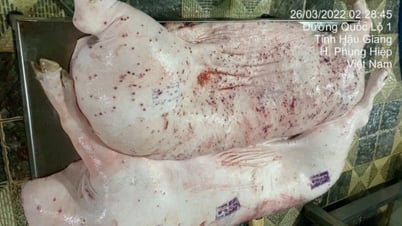 Heo C.P. bẩn: Khi bức ảnh, con dấu không thể nói dối