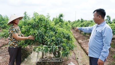 Minh Tan: Landwirtschaft als „Säule“ zur Erhöhung des Einkommens der Menschen