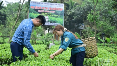 Nâng tầm giá trị chè trung du