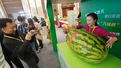 Chiêm ngưỡng trái dưa hấu nặng gần 100kg gây sửng sốt
