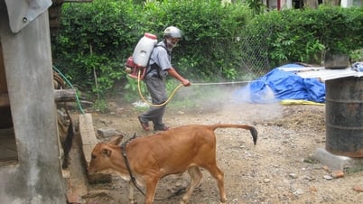 Chủ động phòng bệnh viêm da nổi cục cho gia súc trong mùa nóng
