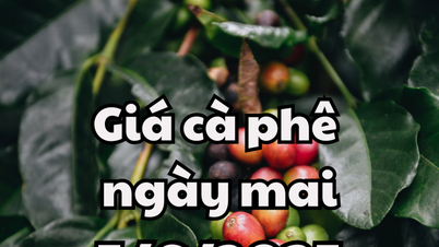 Tin tức, dự báo giá cà phê ngày mai 5/6/2025 thị trường có thêm đáy mới