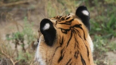 The special effect of white dots on tiger ears, humans must also imitate