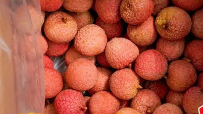 Lychee ទៅប្រទេសជប៉ុនគឺជា 'អំណោយដ៏ប្រណិត'